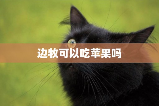 邊牧可以吃蘋果嗎
