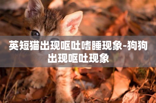 英短貓出現嘔吐嗜睡現象-狗狗出現嘔吐現象