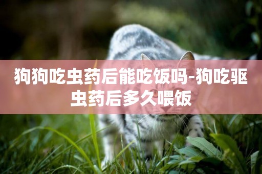 狗狗吃蟲藥后能吃飯嗎-狗吃驅蟲藥后多久喂飯