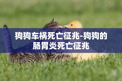 狗狗車禍死亡征兆-狗狗的腸胃炎死亡征兆