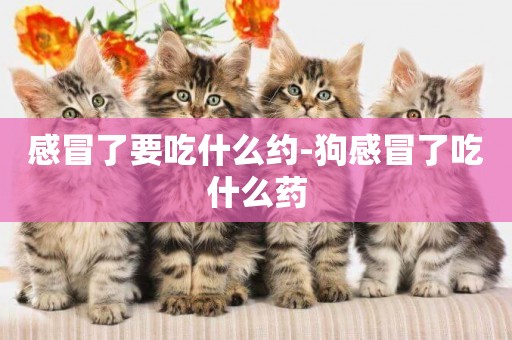 感冒了要吃什么約-狗感冒了吃什么藥