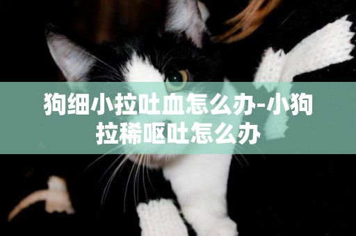 狗細小拉吐血怎么辦-小狗拉稀嘔吐怎么辦
