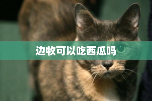 邊牧可以吃西瓜嗎