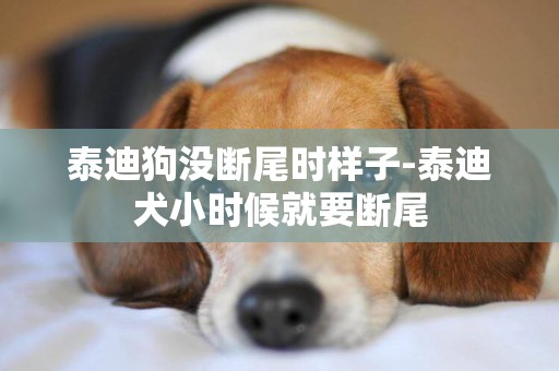 泰迪狗沒斷尾時樣子-泰迪犬小時候就要斷尾