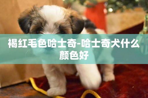 褐紅毛色哈士奇-哈士奇犬什么顏色好