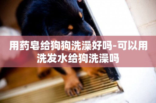 用藥皂給狗狗洗澡好嗎-可以用洗發水給狗洗澡嗎