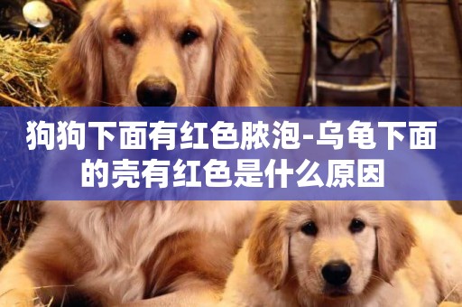 狗狗下面有紅色膿泡-烏龜下面的殼有紅色是什么原因