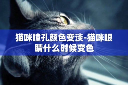 貓咪瞳孔顏色變淡-貓咪眼睛什么時候變色
