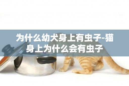 為什么幼犬身上有蟲子-貓身上為什么會有蟲子