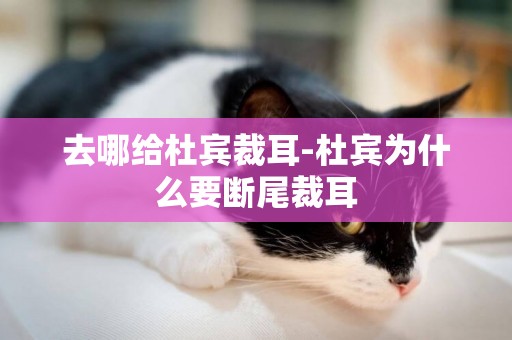去哪給杜賓裁耳-杜賓為什么要斷尾裁耳
