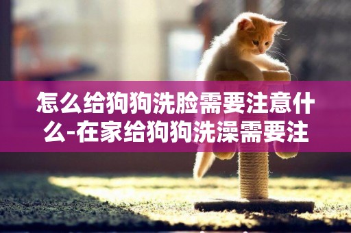 怎么給狗狗洗臉需要注意什么-在家給狗狗洗澡需要注意什么