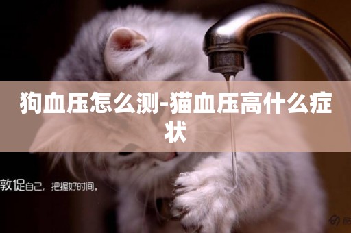 狗血壓怎么測-貓血壓高什么癥狀