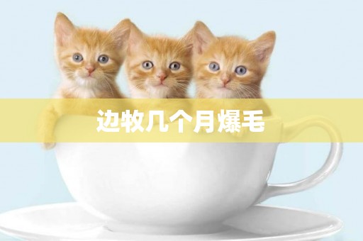 邊牧幾個月爆毛