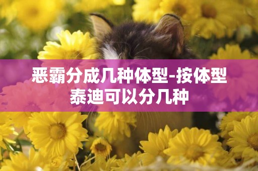 惡霸分成幾種體型-按體型泰迪可以分幾種