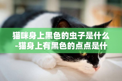 貓咪身上黑色的蟲子是什么-貓身上有黑色的點點是什么