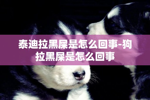 泰迪拉黑屎是怎么回事-狗拉黑屎是怎么回事