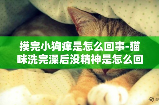 摸完小狗癢是怎么回事-貓咪洗完澡后沒精神是怎么回事
