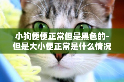 小狗便便正常但是黑色的-但是大小便正常是什么情況