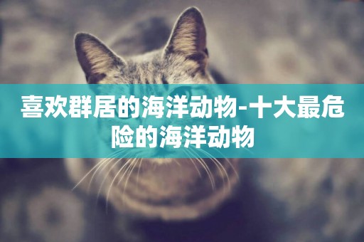 喜歡群居的海洋動物-十大最危險的海洋動物