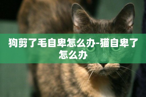 狗剪了毛自卑怎么辦-貓自卑了怎么辦