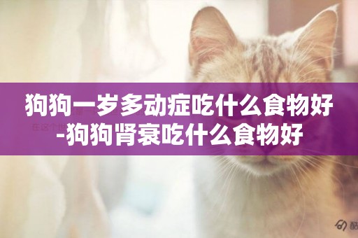 狗狗一歲多動癥吃什么食物好-狗狗腎衰吃什么食物好