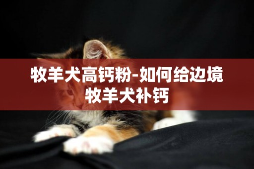 牧羊犬高鈣粉-如何給邊境牧羊犬補鈣