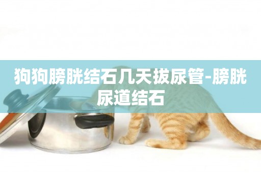 狗狗膀胱結石幾天拔尿管-膀胱尿道結石
