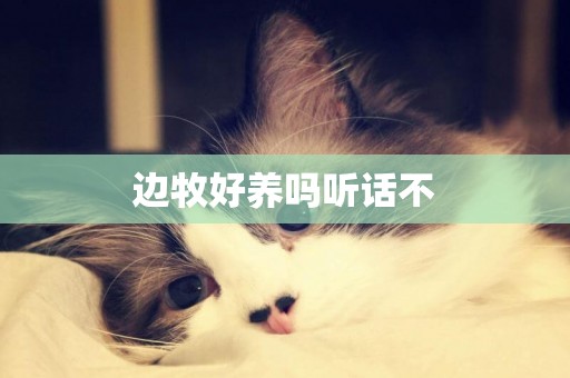 邊牧好養嗎聽話不