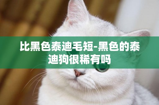 比黑色泰迪毛短-黑色的泰迪狗很稀有嗎