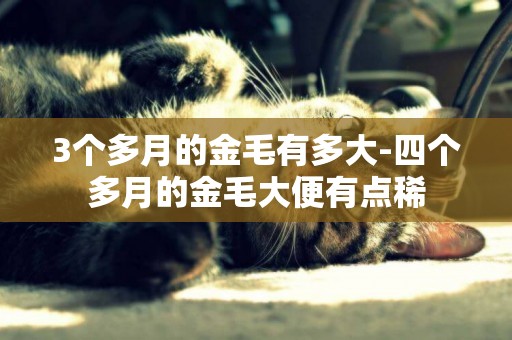 3個多月的金毛有多大-四個多月的金毛大便有點稀