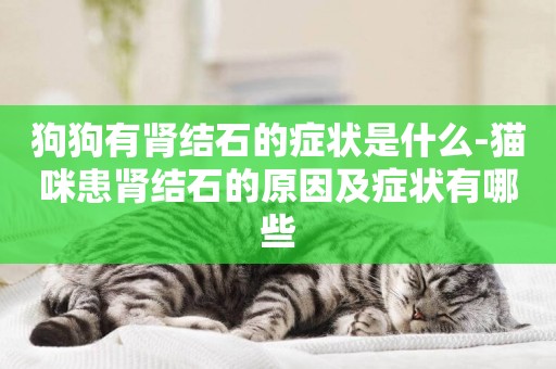狗狗有腎結石的癥狀是什么-貓咪患腎結石的原因及癥狀有哪些