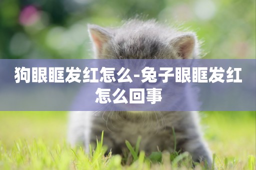 狗眼眶發紅怎么-兔子眼眶發紅怎么回事