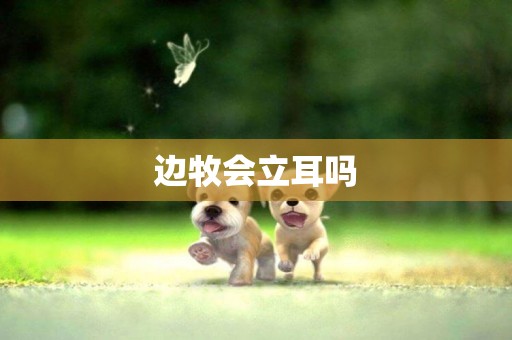 邊牧會立耳嗎