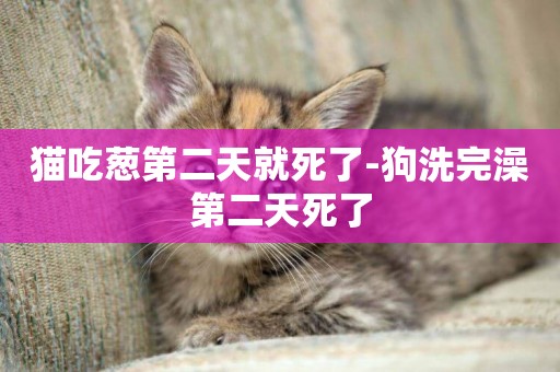 貓吃蔥第二天就死了-狗洗完澡第二天死了
