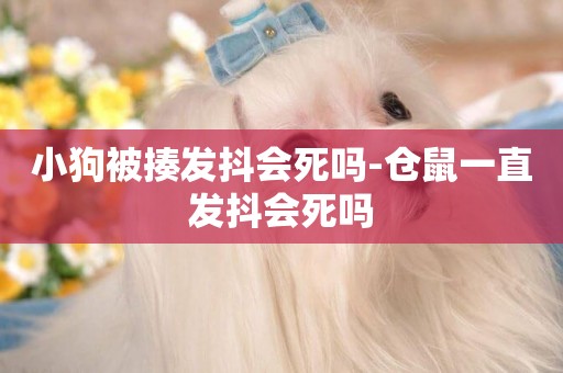 小狗被揍發抖會死嗎-倉鼠一直發抖會死嗎