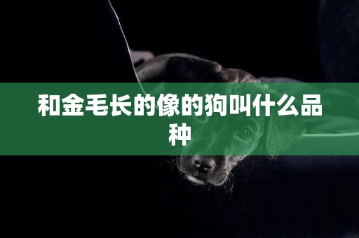 和金毛長的像的狗叫什么品種