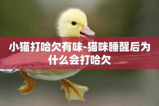 小貓打哈欠有味-貓咪睡醒后為什么會打哈欠