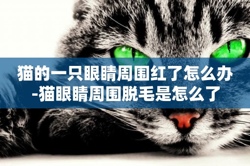 貓的一只眼睛周圍紅了怎么辦-貓眼睛周圍脫毛是怎么了