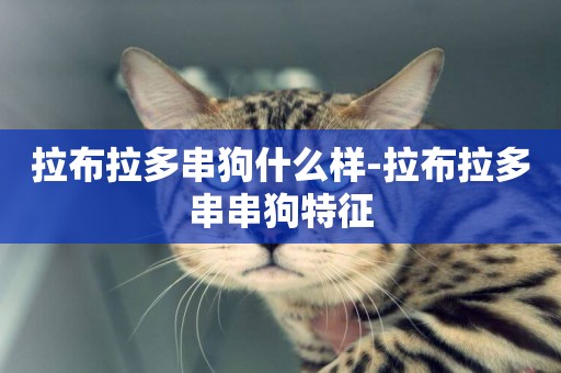 拉布拉多串狗什么樣-拉布拉多串串狗特征