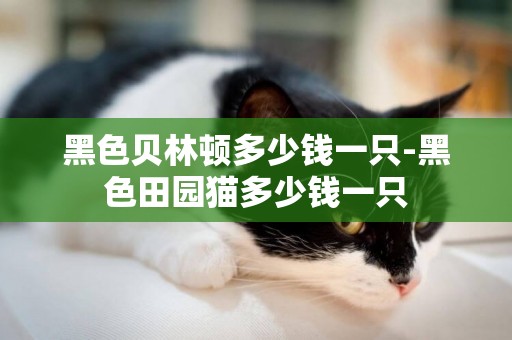 黑色貝林頓多少錢一只-黑色田園貓多少錢一只