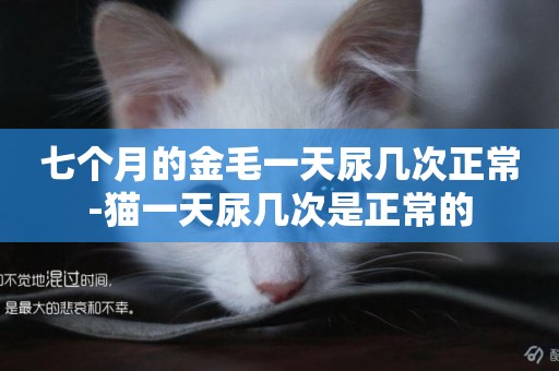 七個月的金毛一天尿幾次正常-貓一天尿幾次是正常的