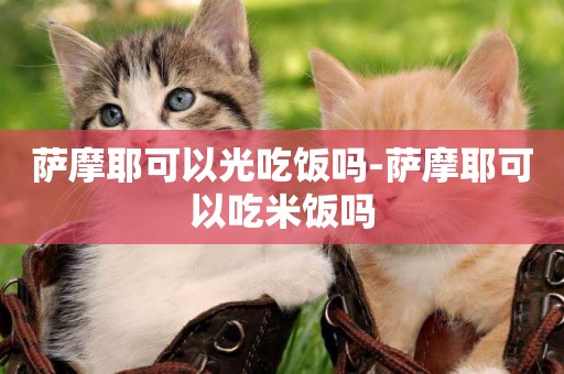 薩摩耶可以光吃飯嗎-薩摩耶可以吃米飯嗎