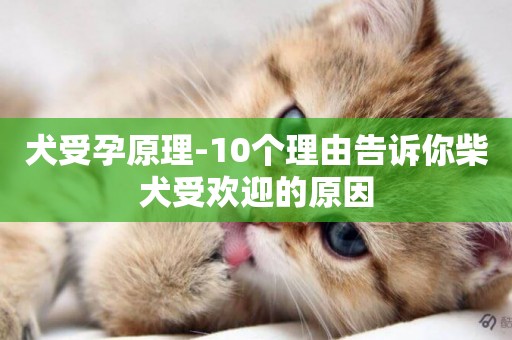犬受孕原理-10個理由告訴你柴犬受歡迎的原因