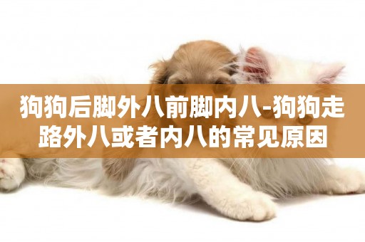 狗狗后腳外八前腳內八-狗狗走路外八或者內八的常見原因