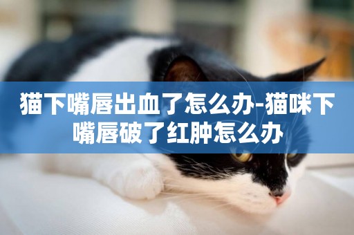 貓下嘴唇出血了怎么辦-貓咪下嘴唇破了紅腫怎么辦