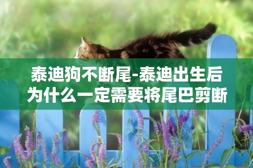 泰迪狗不斷尾-泰迪出生后為什么一定需要將尾巴剪斷