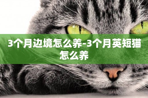 3個月邊境怎么養-3個月英短貓怎么養
