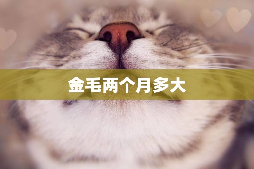 金毛兩個月多大