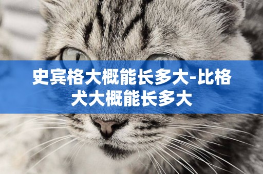 史賓格大概能長多大-比格犬大概能長多大