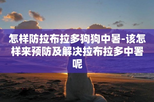怎樣防拉布拉多狗狗中暑-該怎樣來預防及解決拉布拉多中署呢